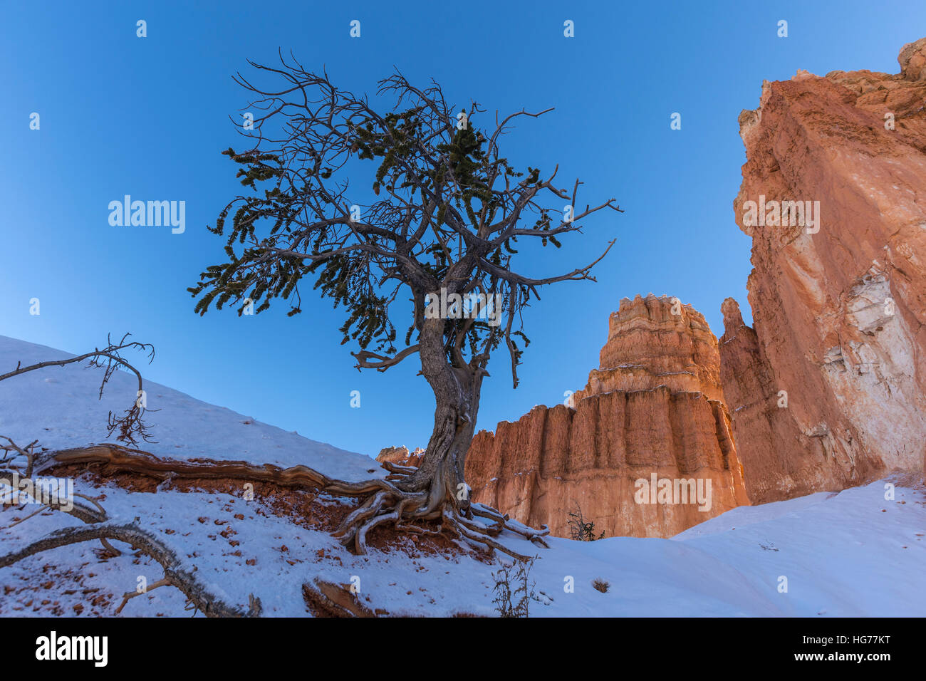 Snowy pine and hoodoos at Bryce Canyon National Park in Southern Utah. Stock Photo