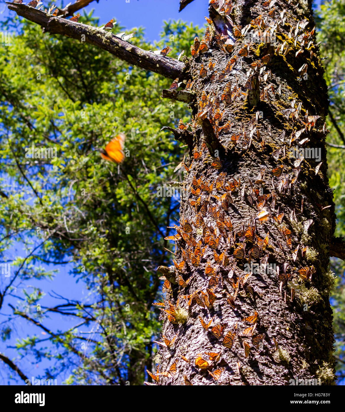 Monarch Butterfly migration to Mexico Stock Photo Alamy