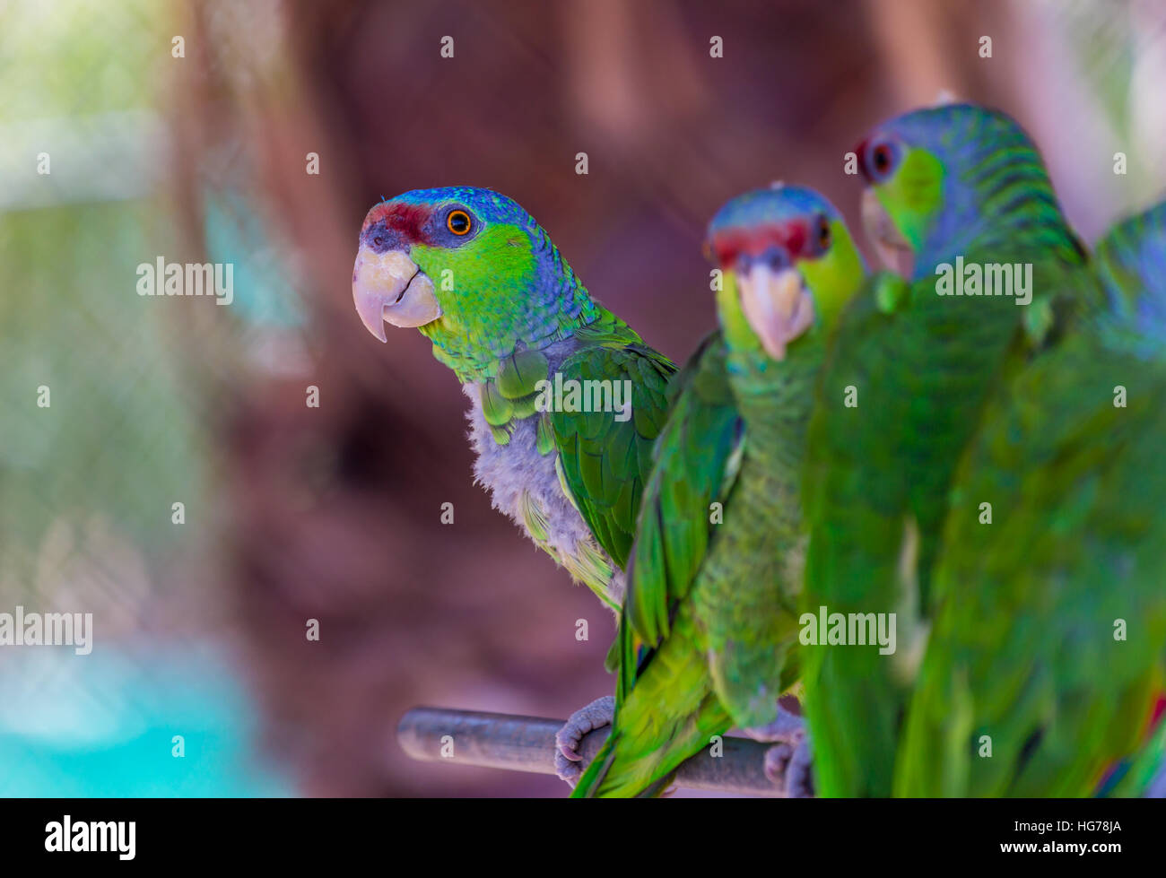 Lilac crowned parrots perched and watching Stock Photo Alamy