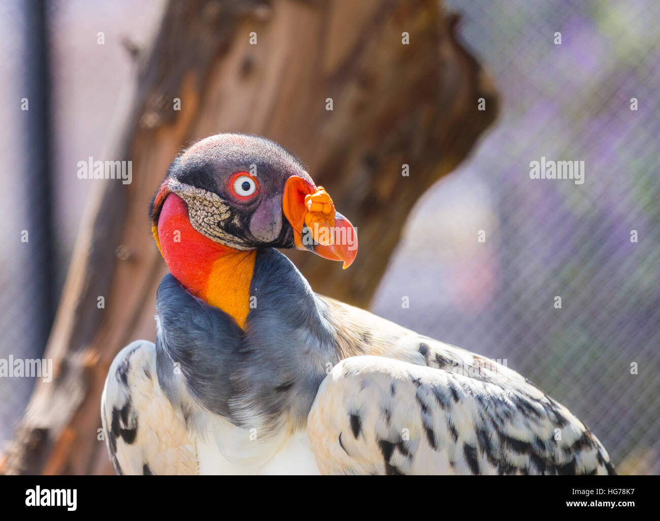 King Vulture, a very highly colored bird. Stock Photo