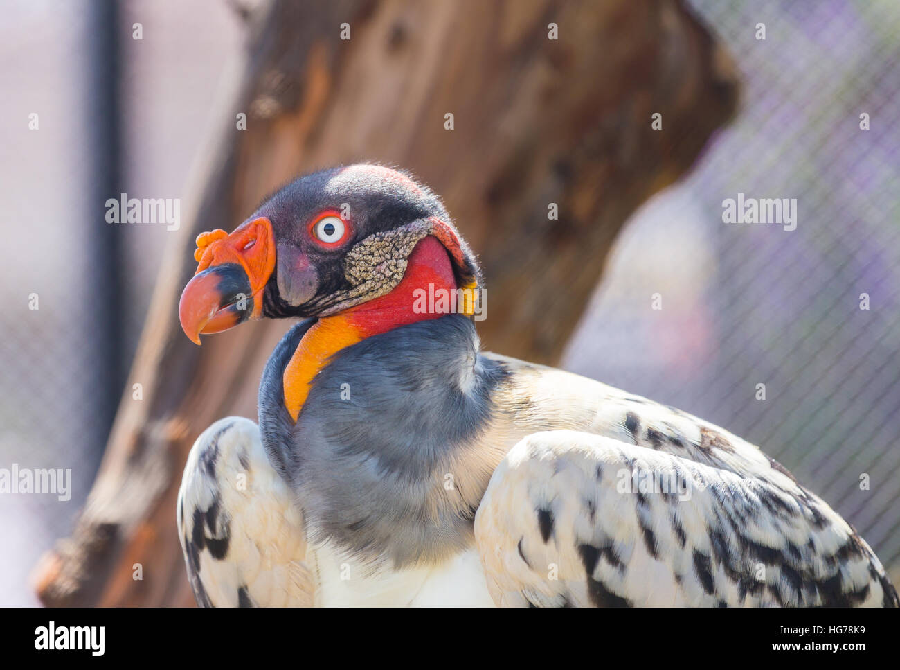 King Vulture, a very highly colored bird. Stock Photo