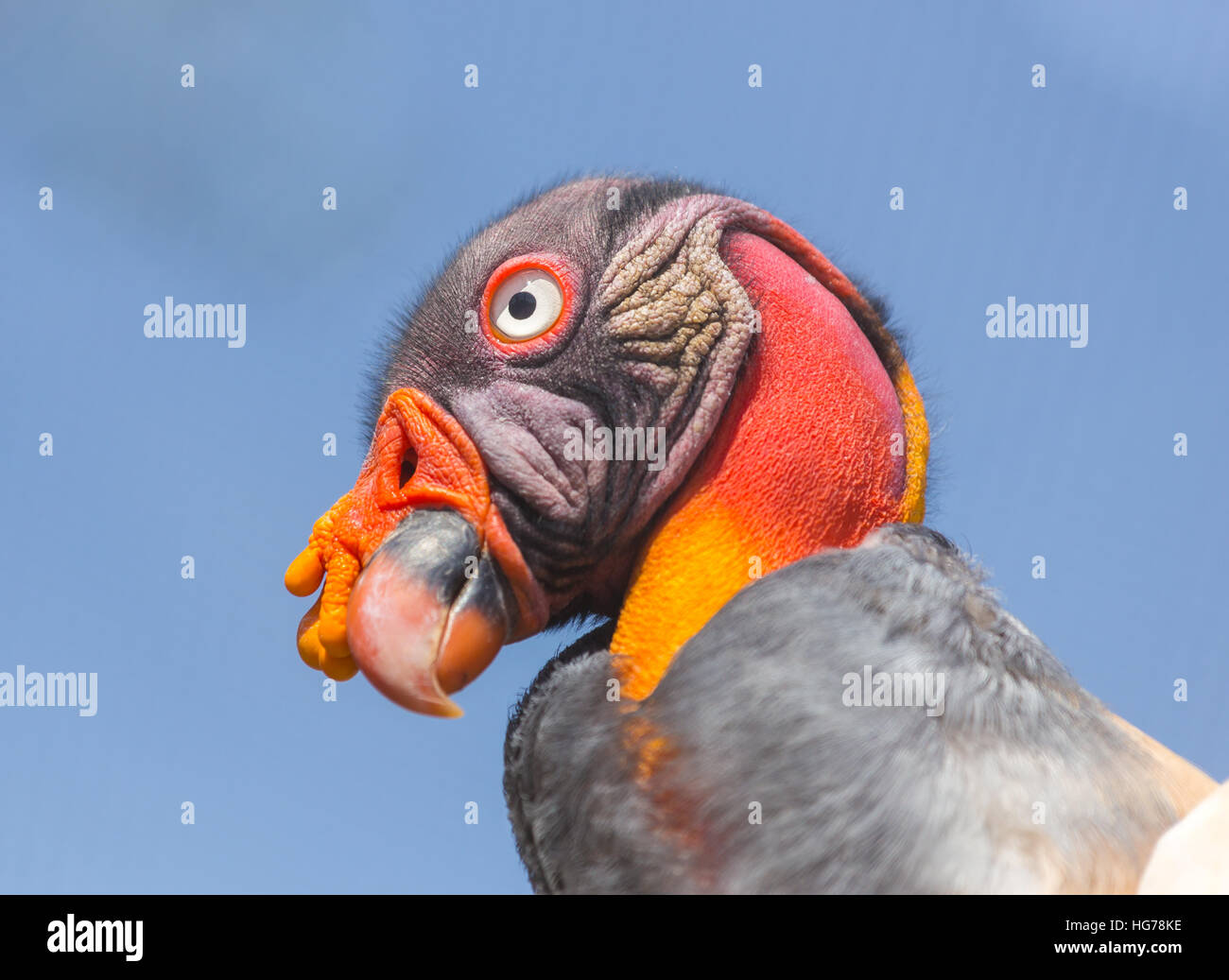 King Vulture, a very highly colored bird. Stock Photo