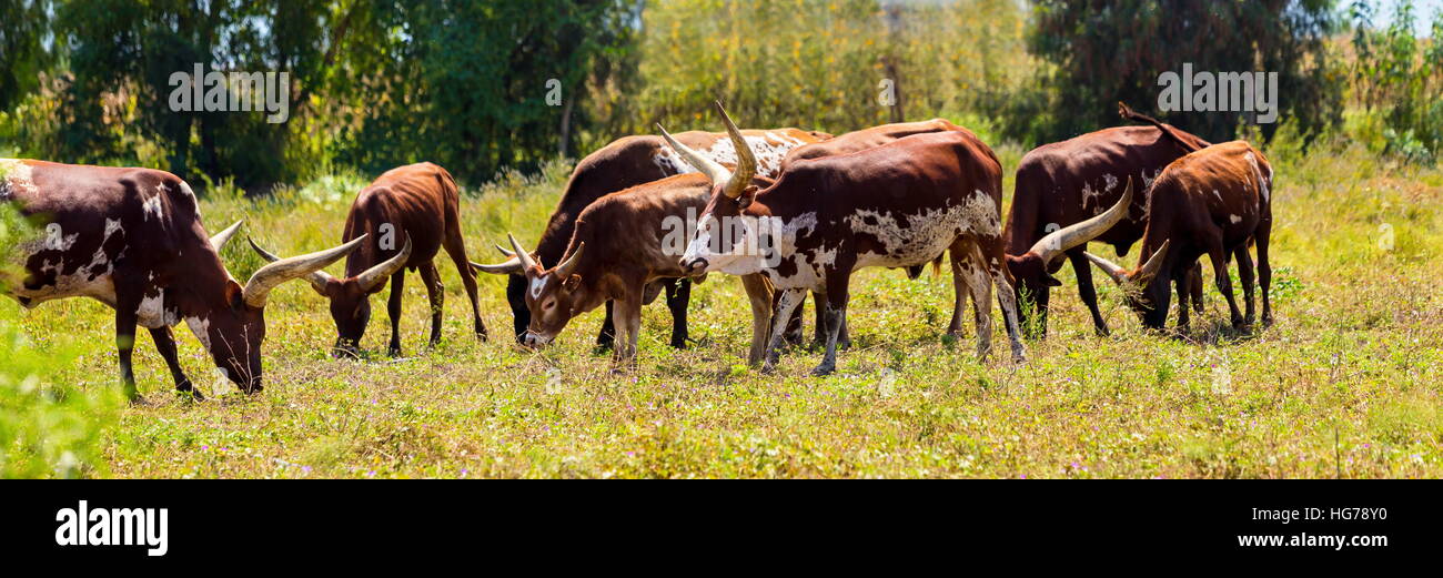 Texas Longhorn in a field in Mexico. Stock Photo