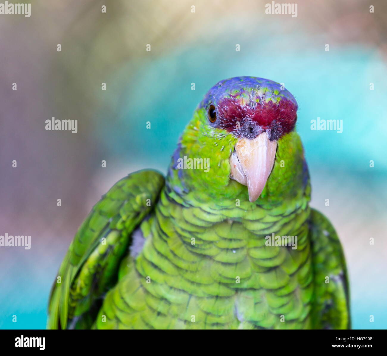 lilaccrowned amazon is a parrot endemic to the Pacific slopes of