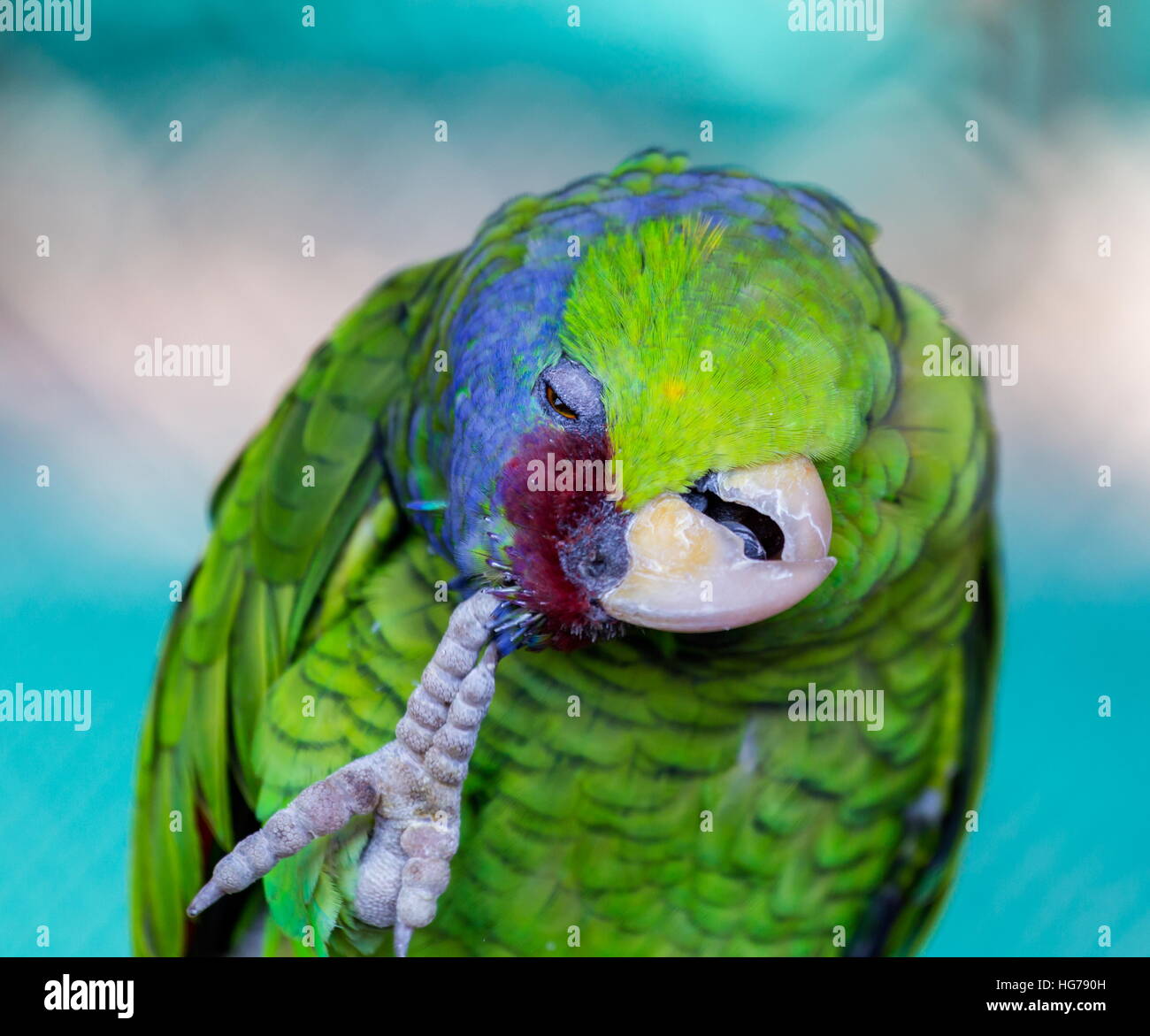 lilaccrowned amazon is a parrot endemic to the Pacific slopes of