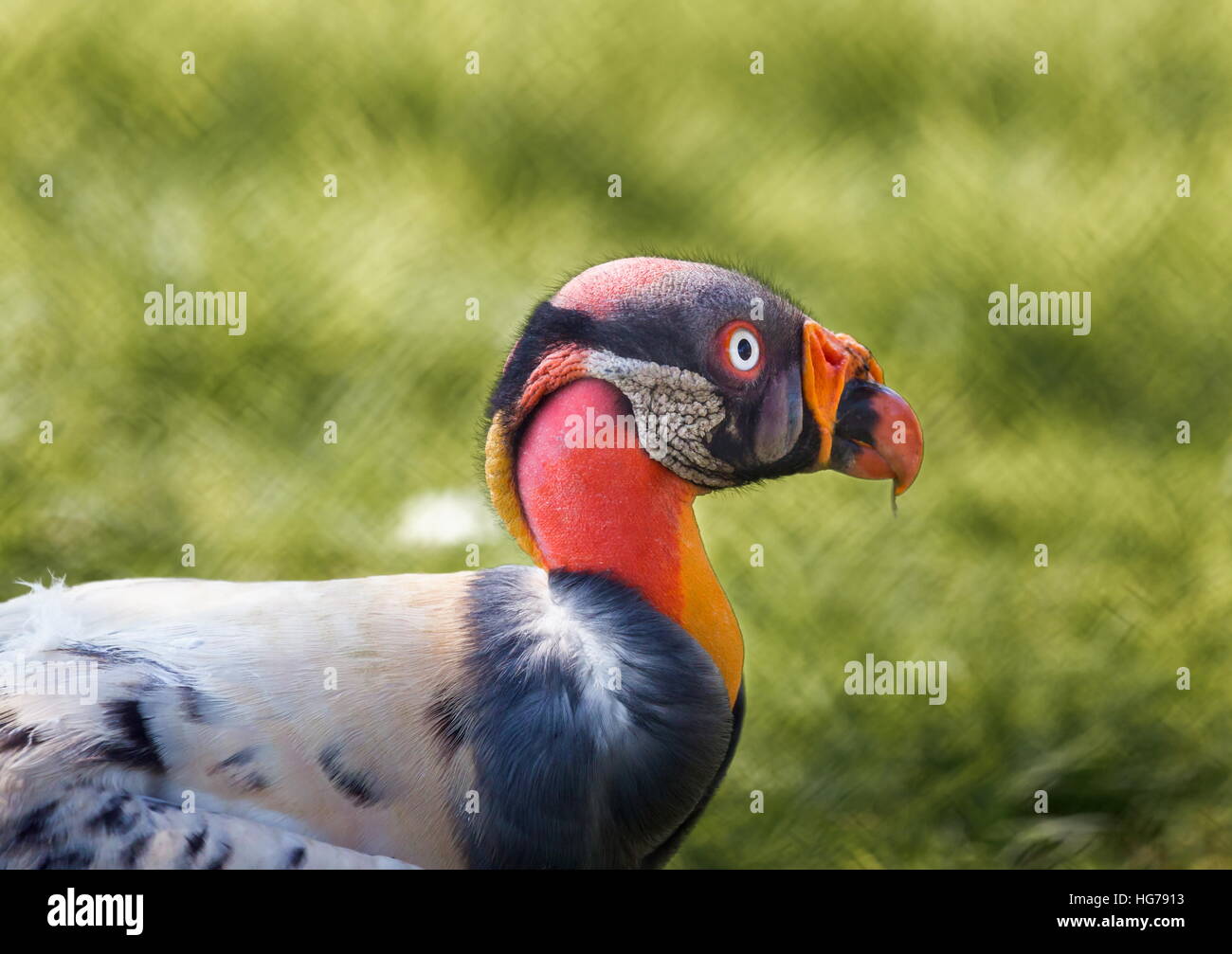 King Vulture, a very highly colored bird. Stock Photo