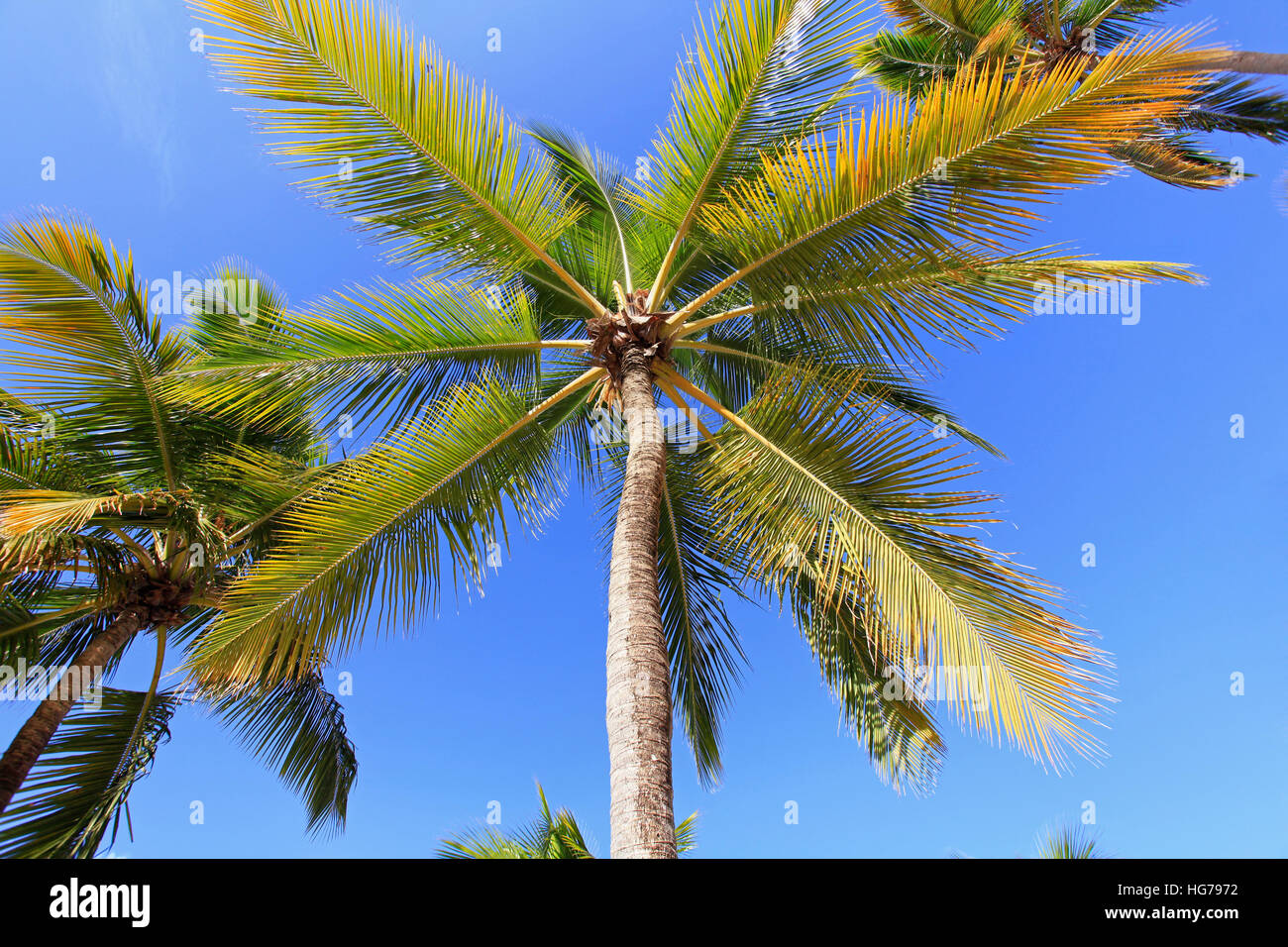 Palm tress on the beach, detail Stock Photo