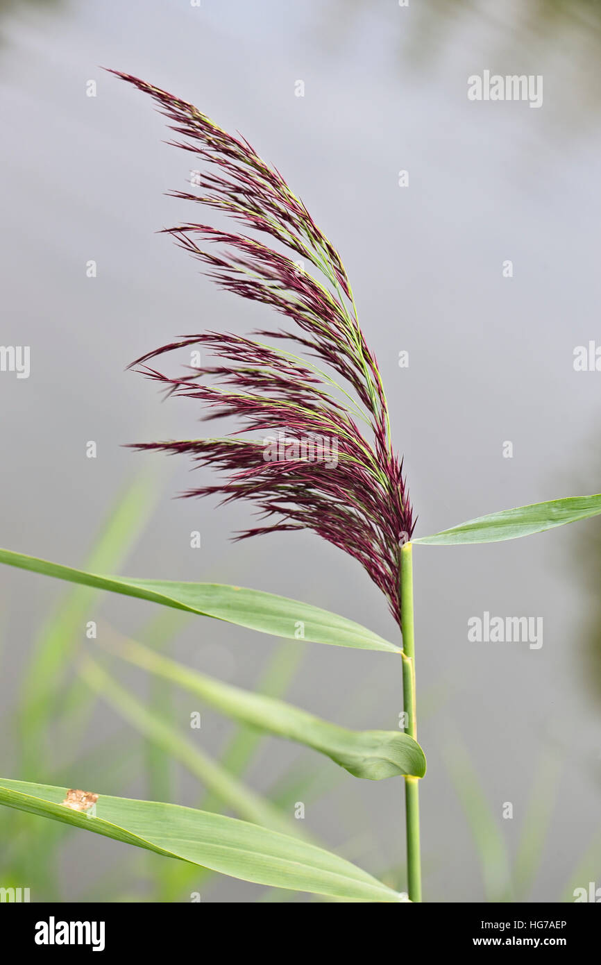 Flowering head of Common Reed (Phragmites australis), Slimbridge ...