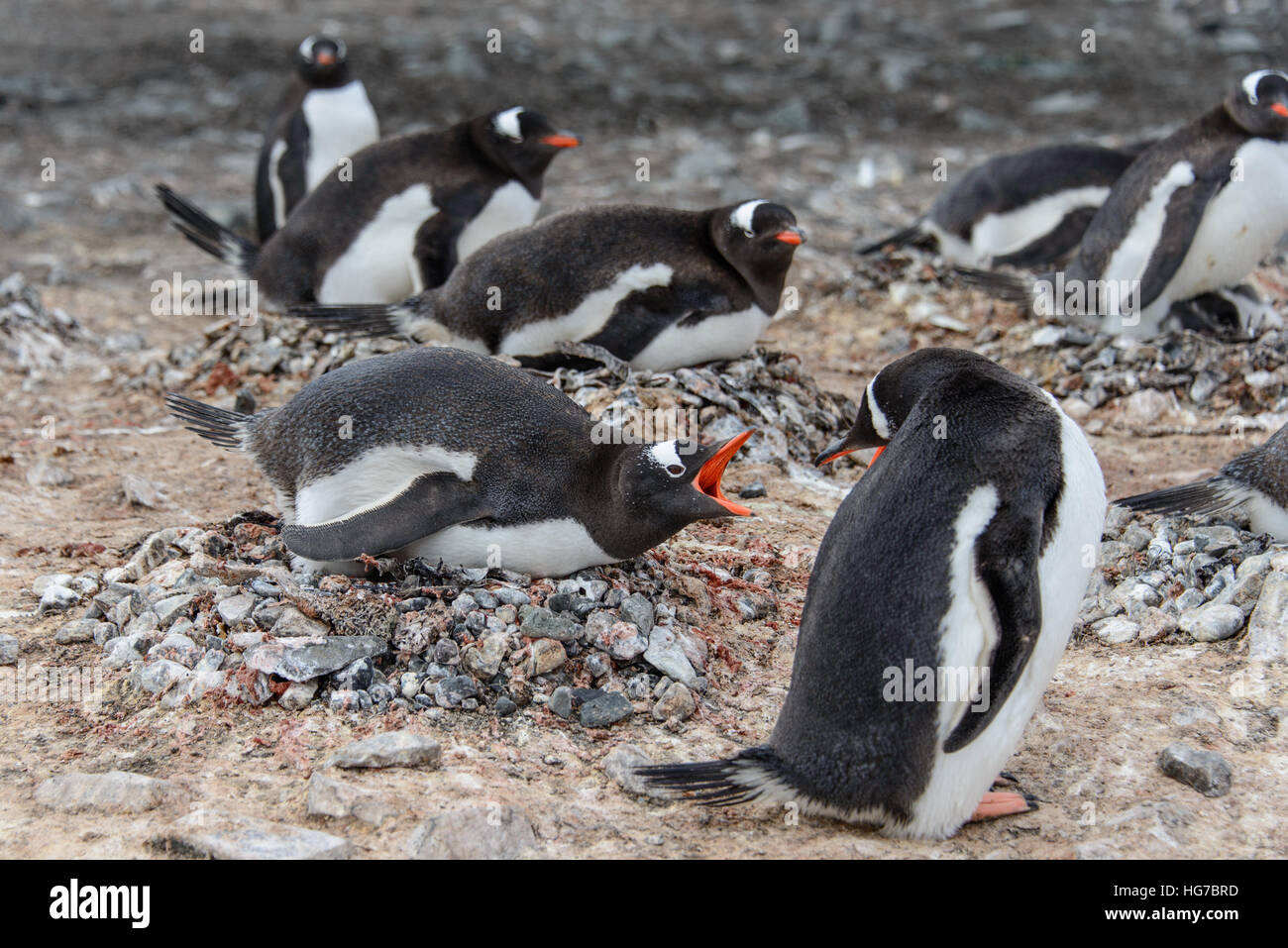 Gentoo Penguin With Chicks Stock Photo Alamy