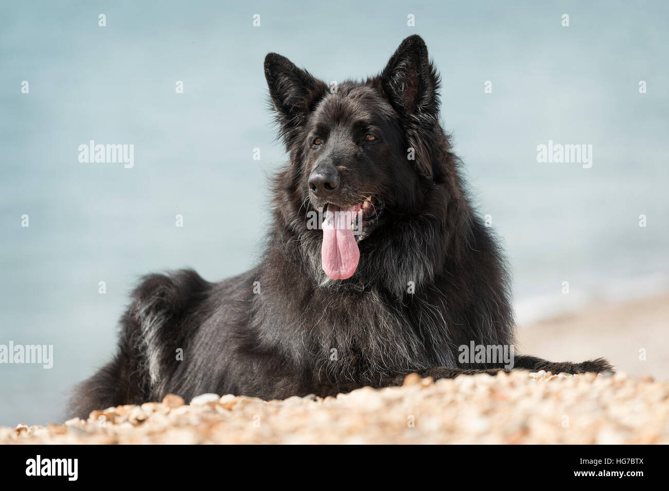 German shepherd dog laying down hires stock photography and images Alamy