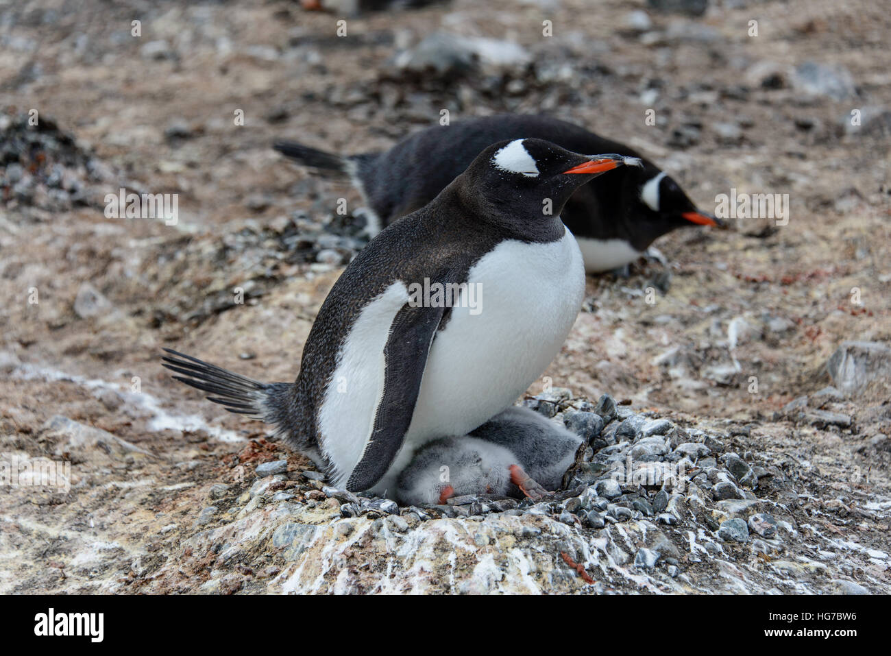 Gentoo Penguin With Chicks Stock Photo Alamy