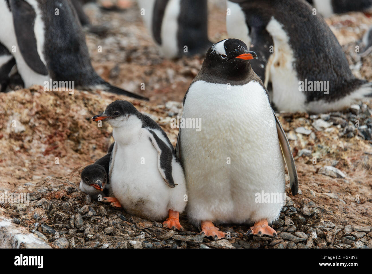 Gentoo Penguin With Chicks Stock Photo Alamy