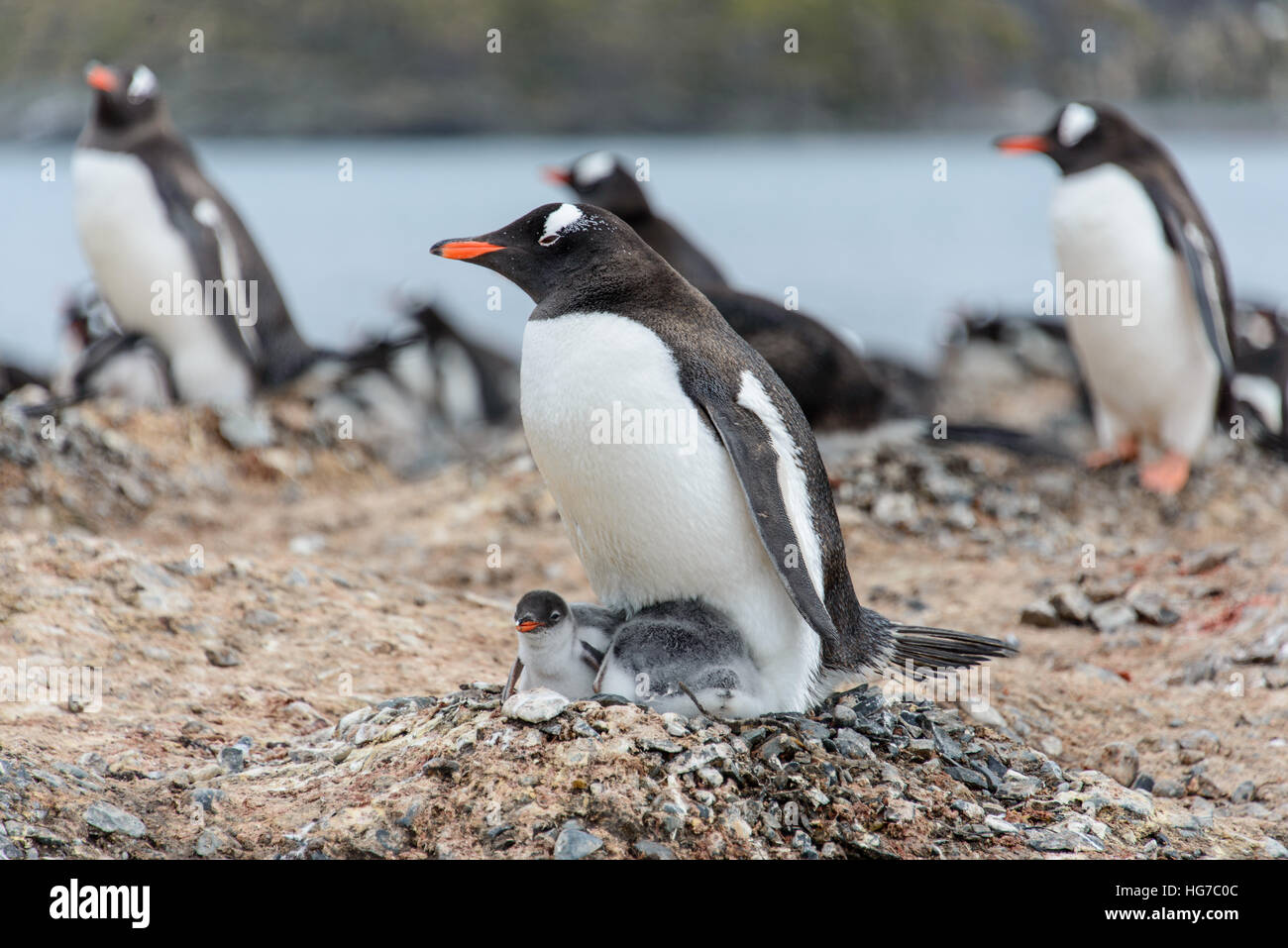 gentoo-penguin-with-chicks-stock-photo-alamy