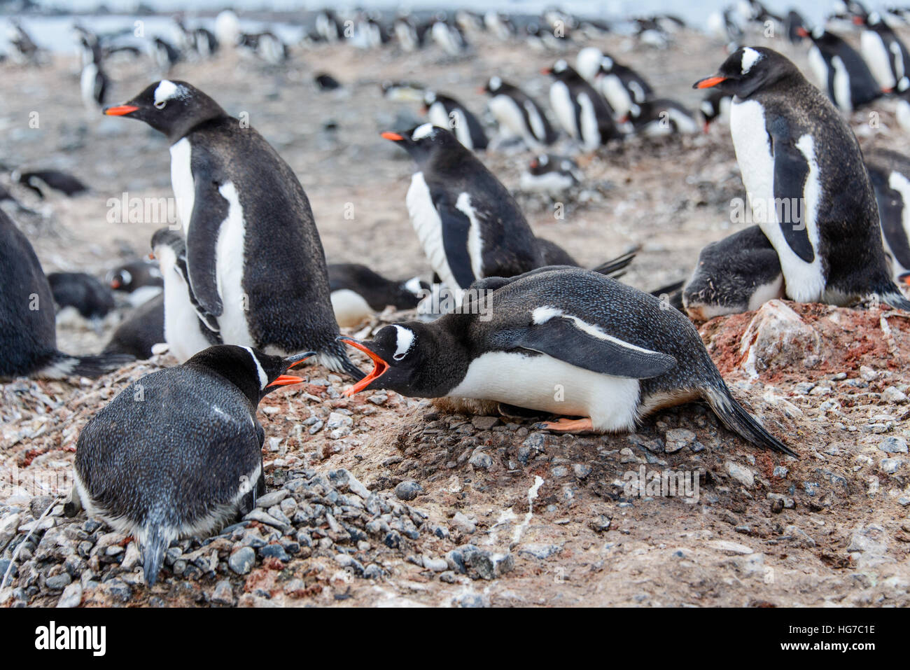 Gentoo Penguin With Chicks Stock Photo Alamy