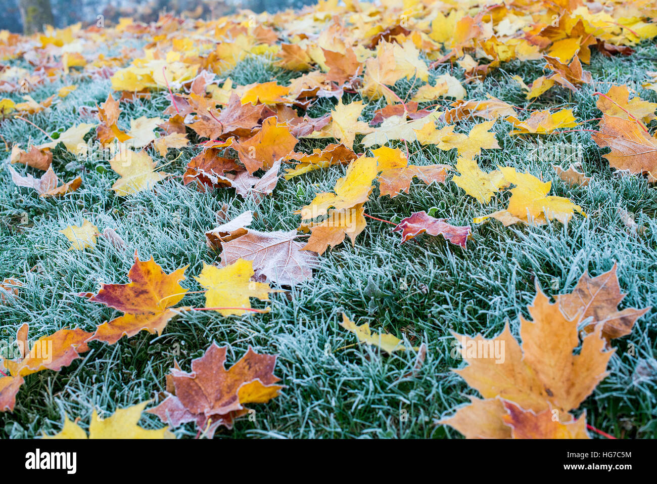 Frosty Morning - Digital Download, image size:1300x957