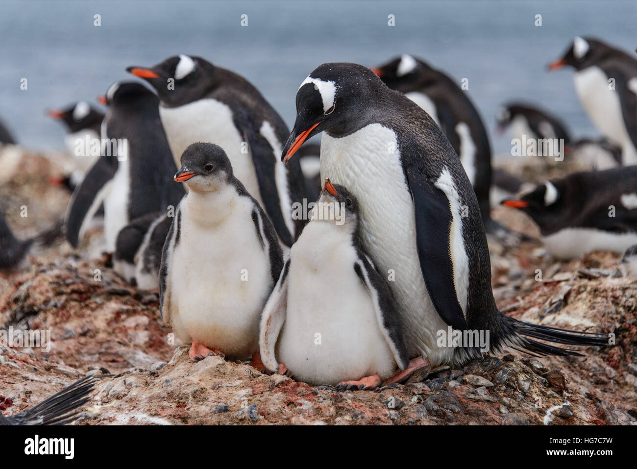 gentoo-penguin-with-chicks-stock-photo-alamy