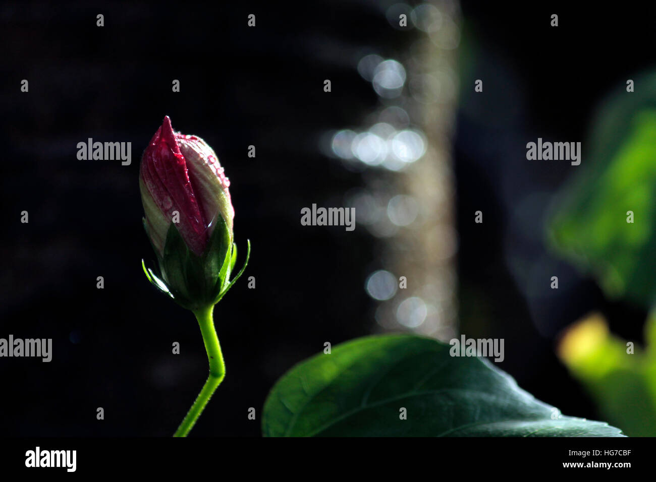 Bud temple hi-res stock photography and images - Alamy