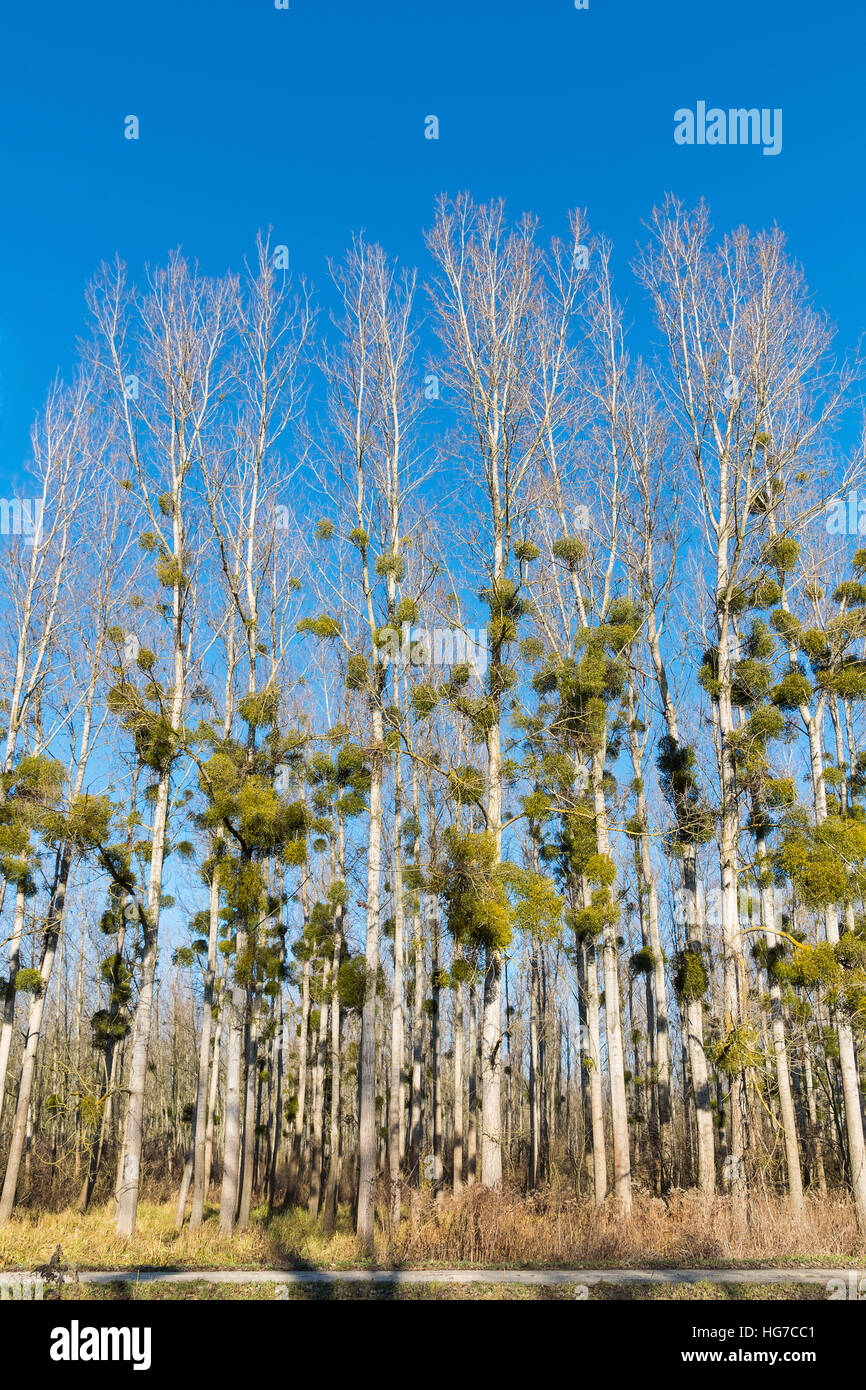 Poplar trees in winter hires stock photography and images Alamy