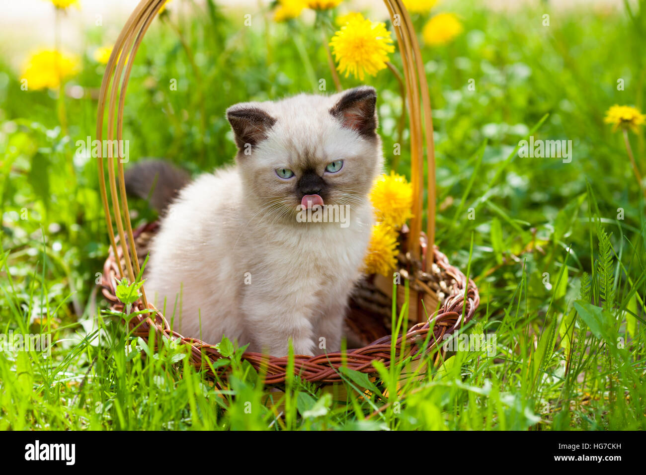 Dreaming little kitten walking on the grass in sunny day, sitting in a ...