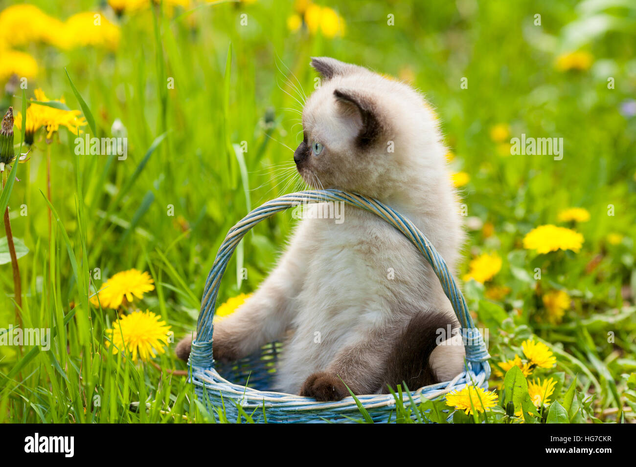 Dreaming little kitten walking on the grass in sunny day, sitting in a ...