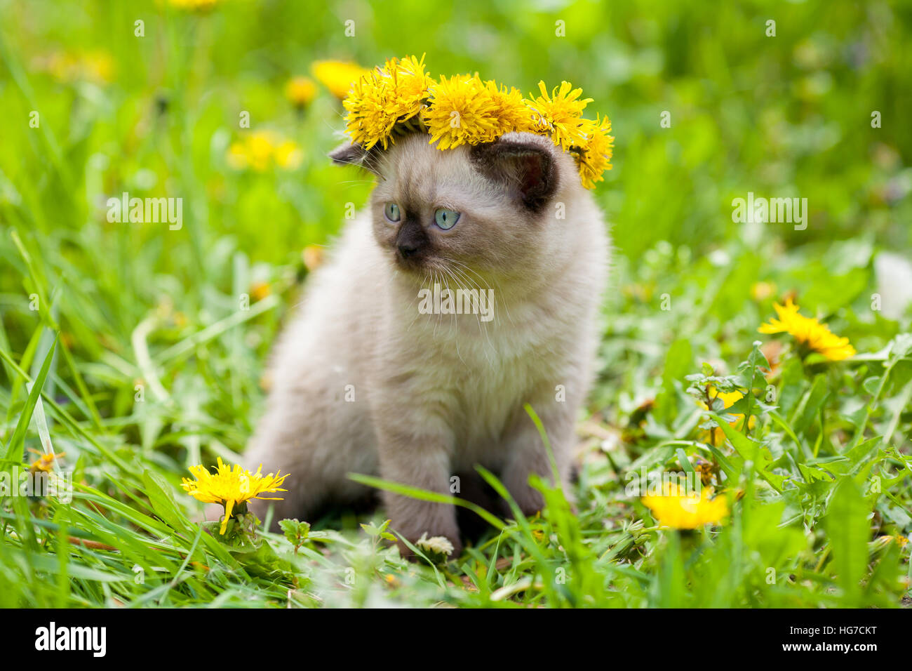 Cute little kitten on the grass, crowned dandelion chaplet Stock Photo