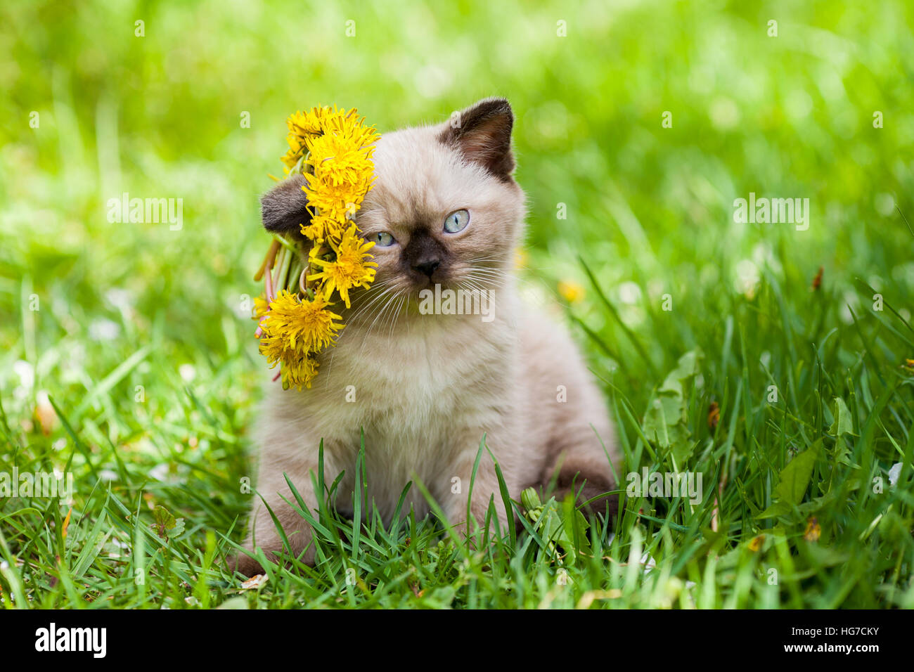 Cute little kitten on the grass, crowned dandelion chaplet Stock Photo