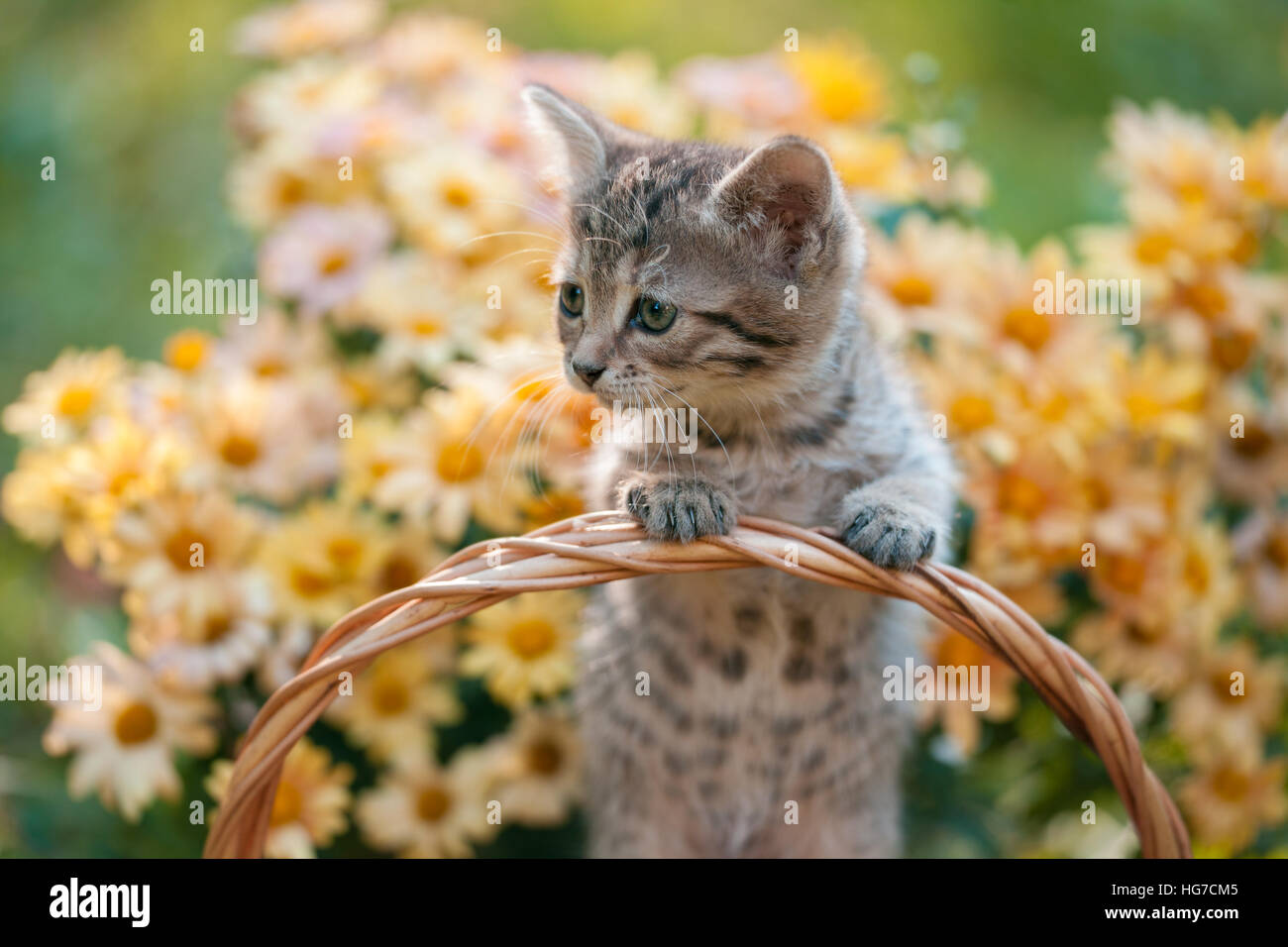 Little kitten sitting in the basket in a flowers garden Stock Photo - Alamy