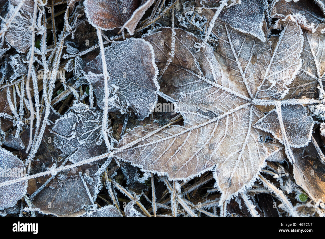 Dead plants in winter hires stock photography and images Alamy