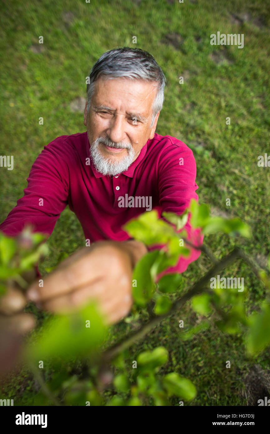 Portrait of a senior man gardening in his garden (color toned image ...