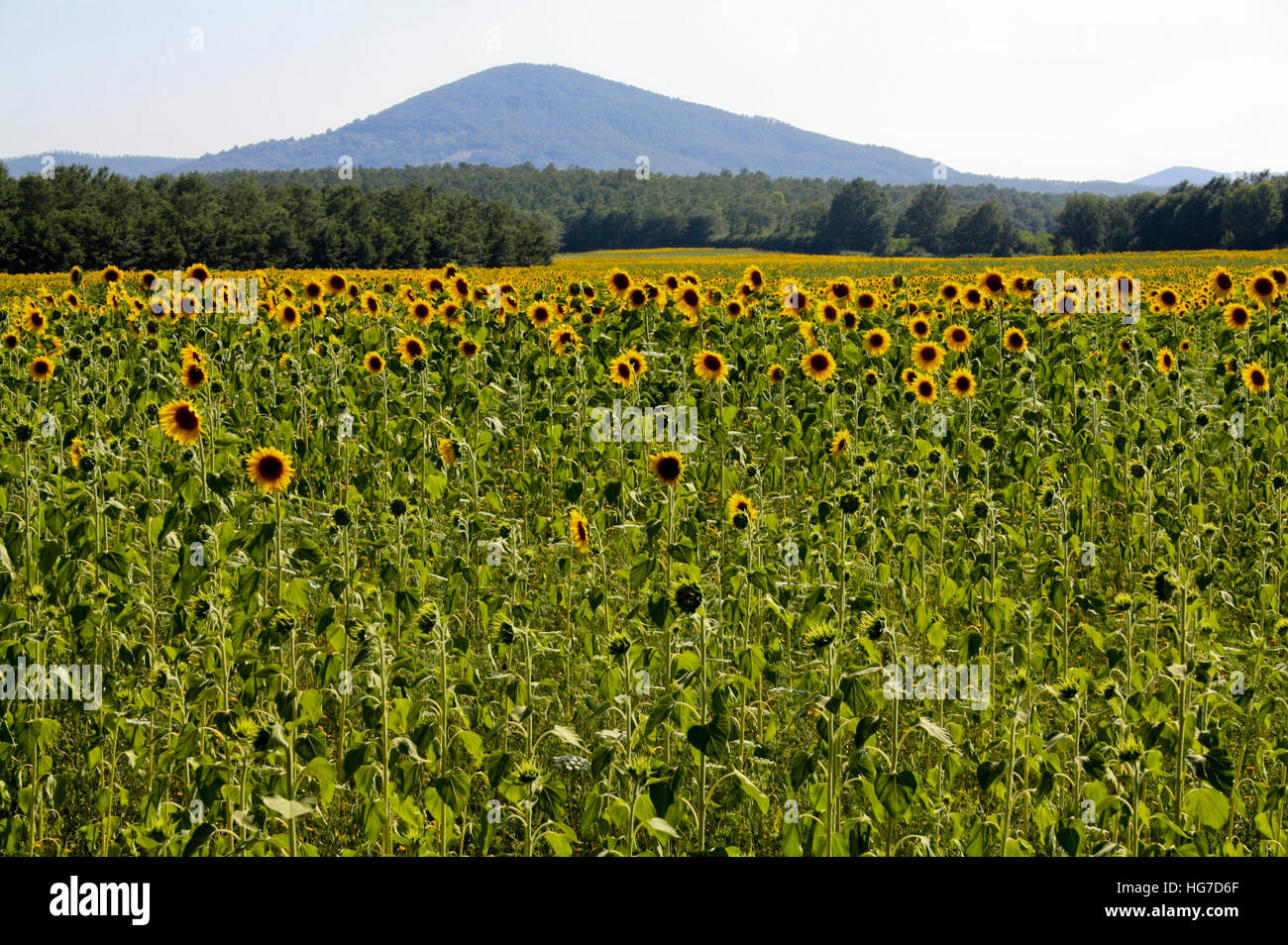 Sunflowers of Tuscany Stock Photo - Alamy