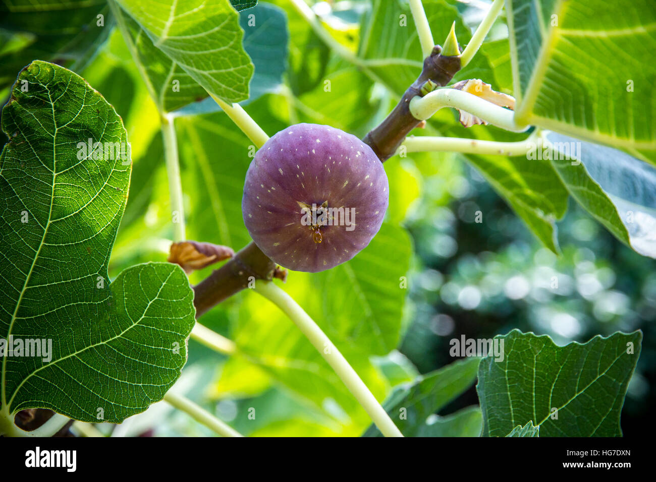 Dripping ripe fig on the tree, close up, soft focus Stock Photo