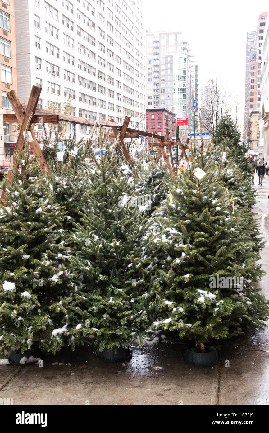Sidewalk Christmas Tree Vendor, New York City, USA Stock Photo Alamy