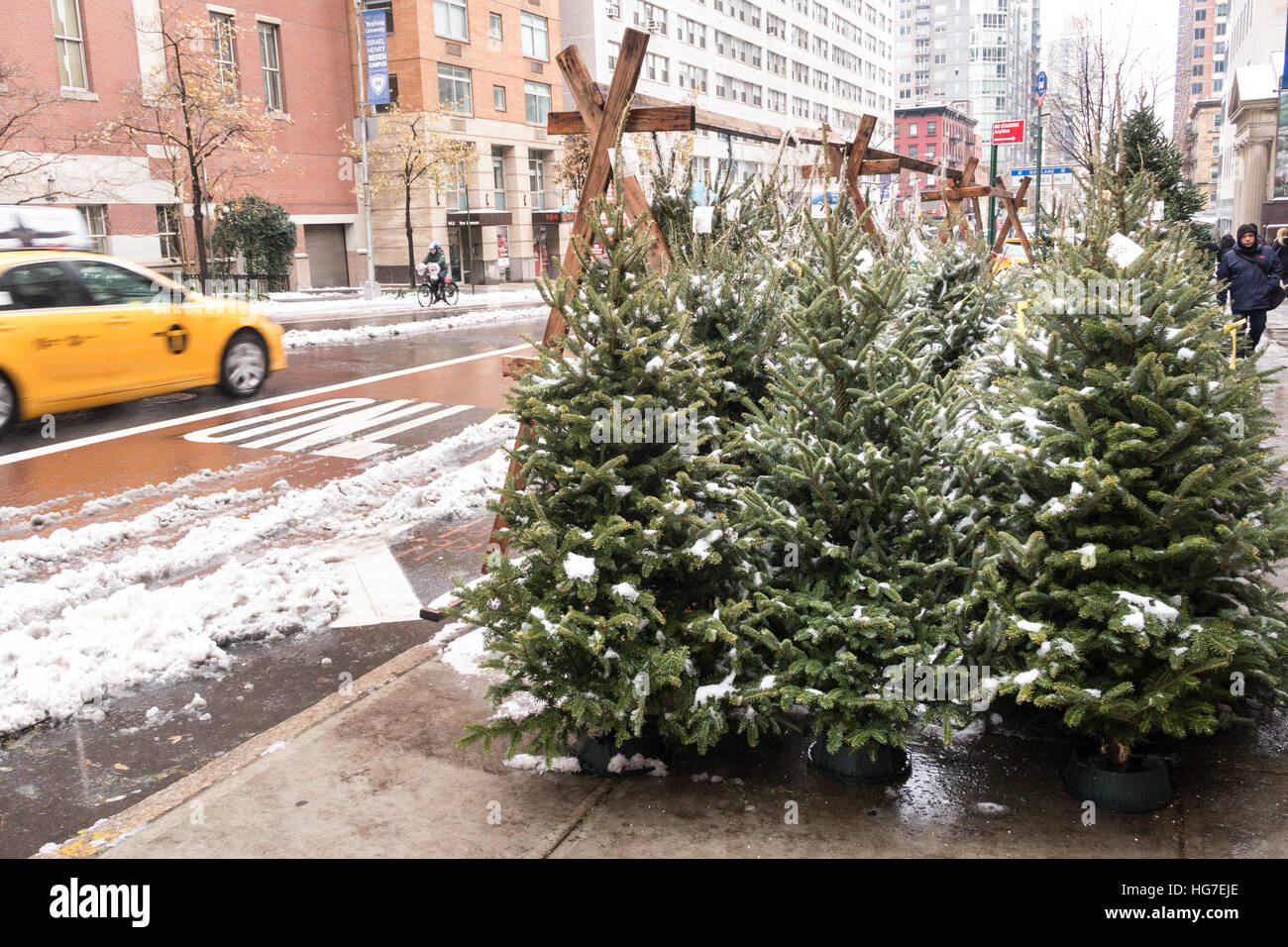 Sidewalk Christmas Tree Vendor, New York City, USA Stock Photo Alamy