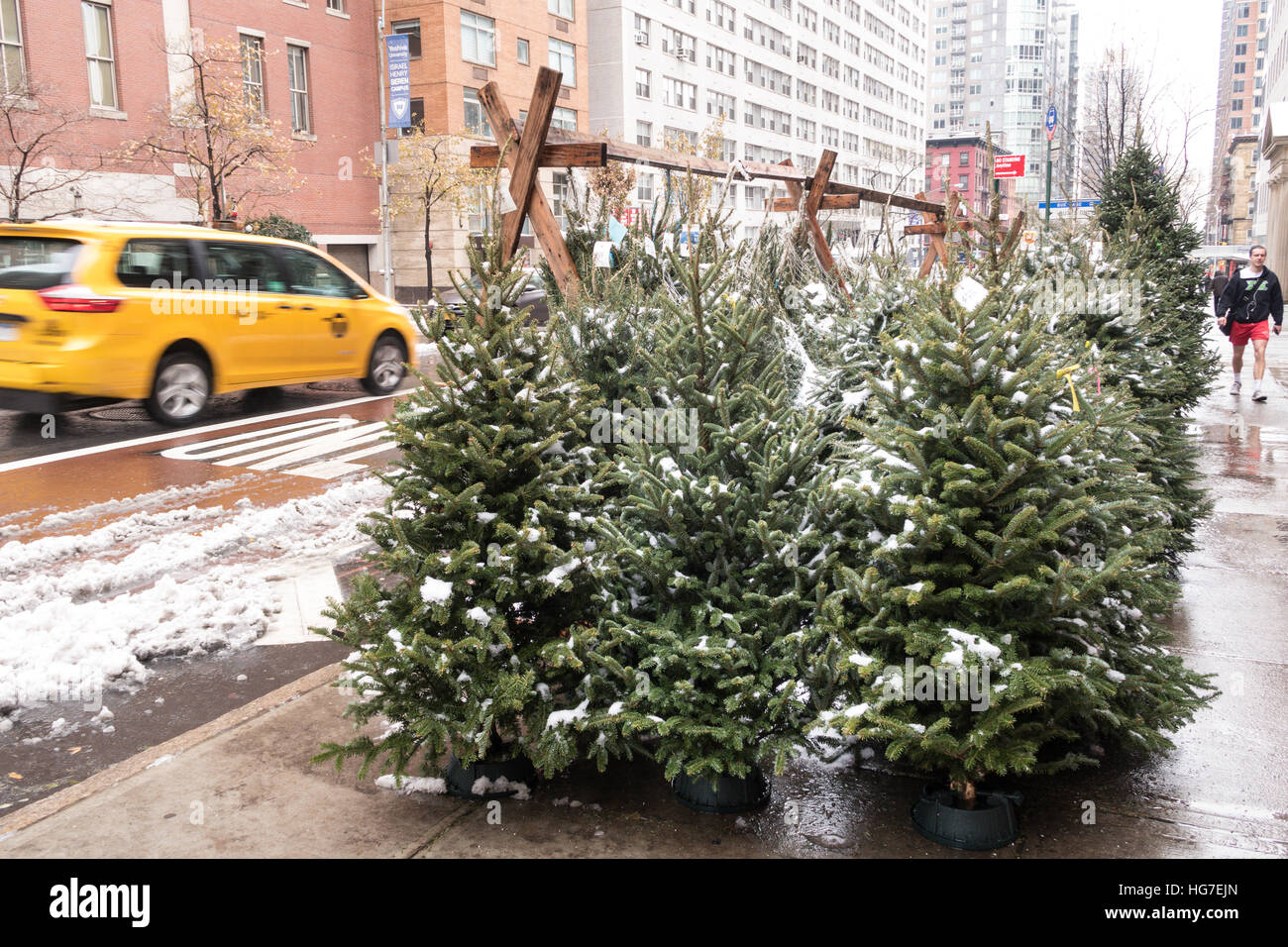 Sidewalk Christmas Tree Vendor, New York City, USA Stock Photo Alamy