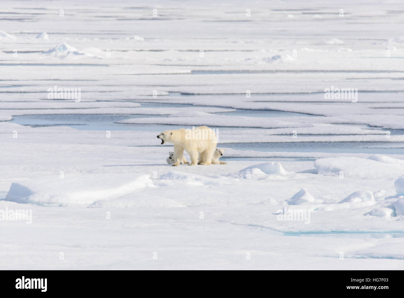 Polar bear mother (Ursus maritimus) and twin cubs on the pack ice ...