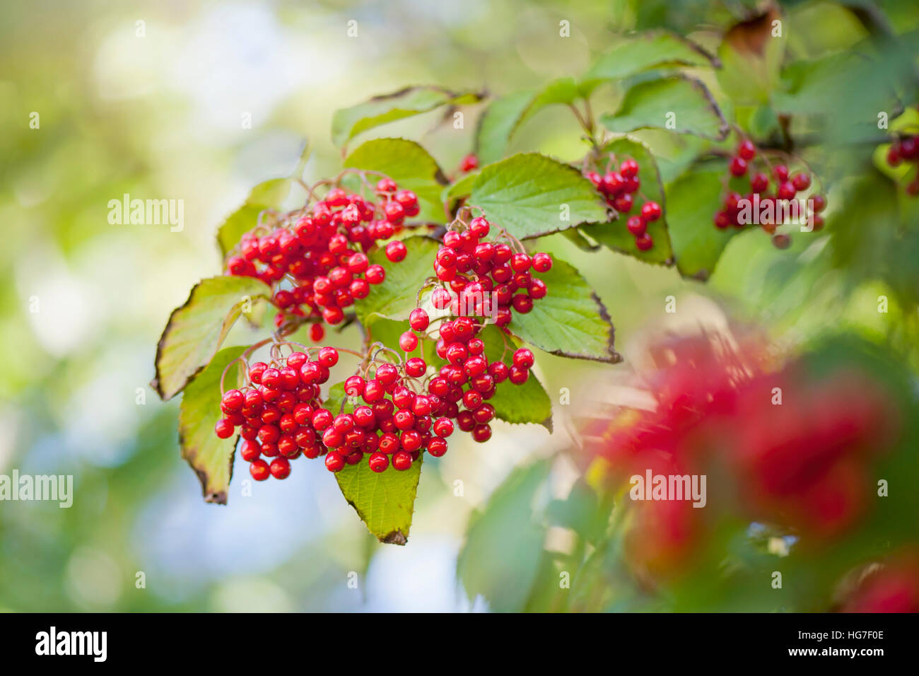 Guelder Rose red berries also known as - Viburnum opulus Stock Photo