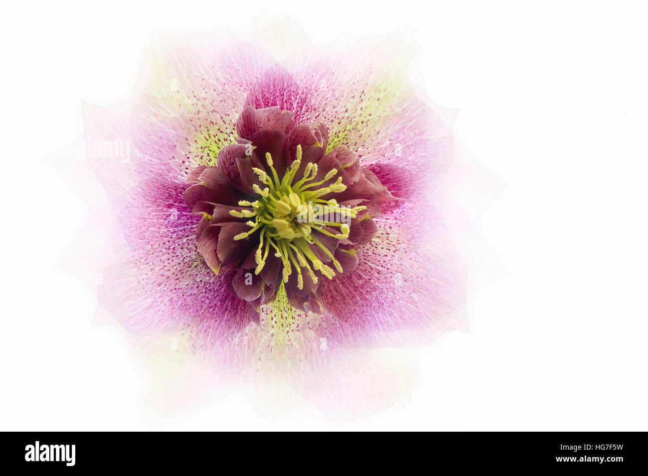 Creative, high-key image of a spring flowering pink Hellebore flower Stock Photo