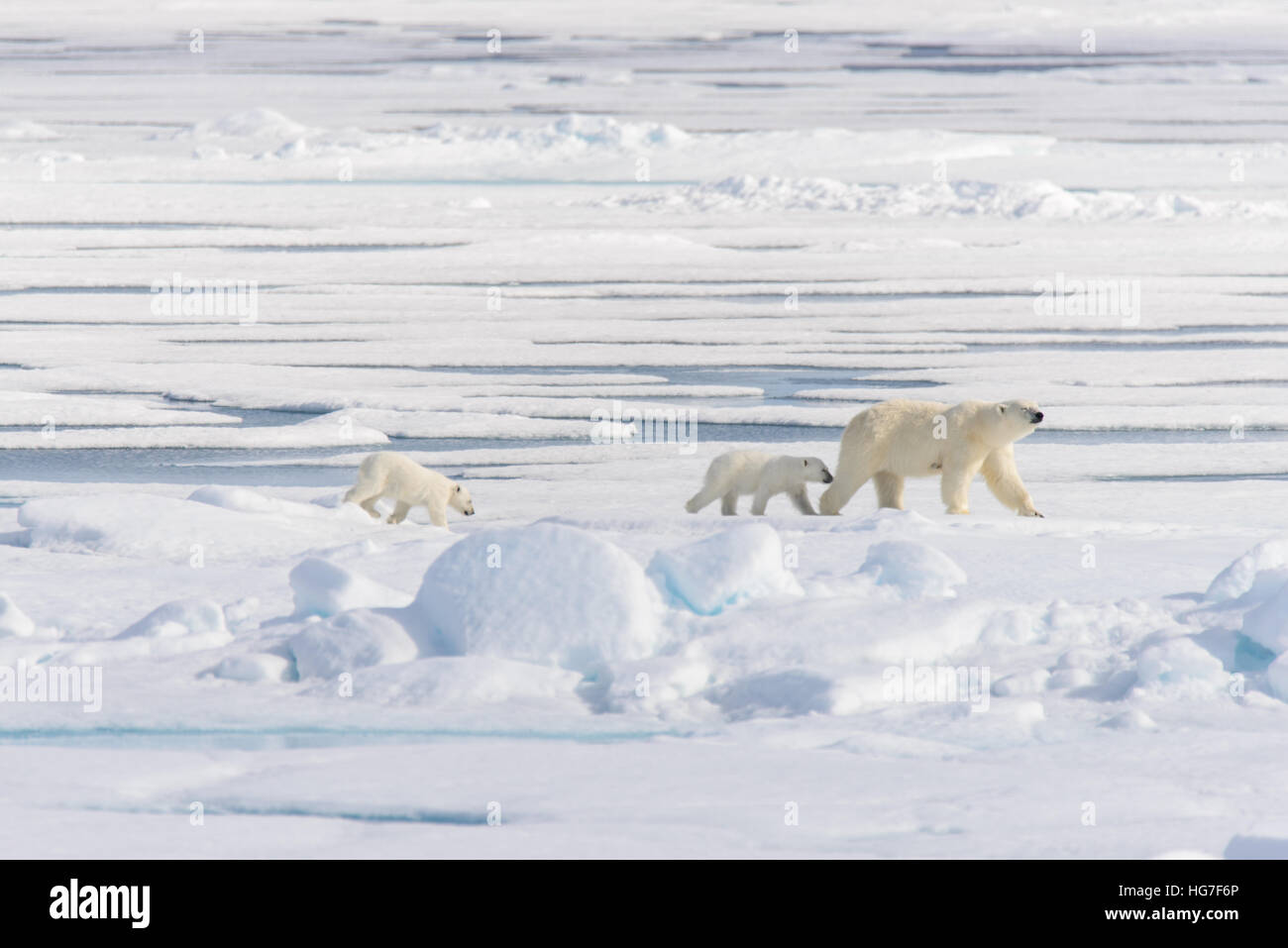 Polar bear mother (Ursus maritimus) and twin cubs on the pack ice ...