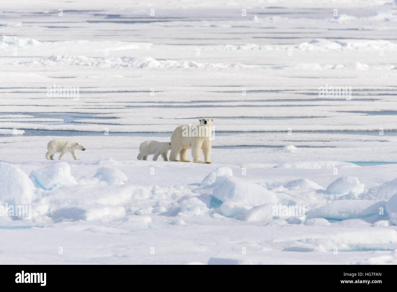Polar bear mother (Ursus maritimus) and twin cubs on the pack ice ...