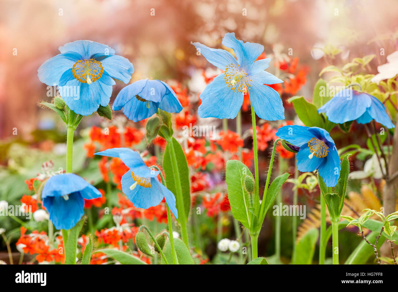 Himalayan Blue Poppies also known as  Meconopsis betonicifolia Stock Photo