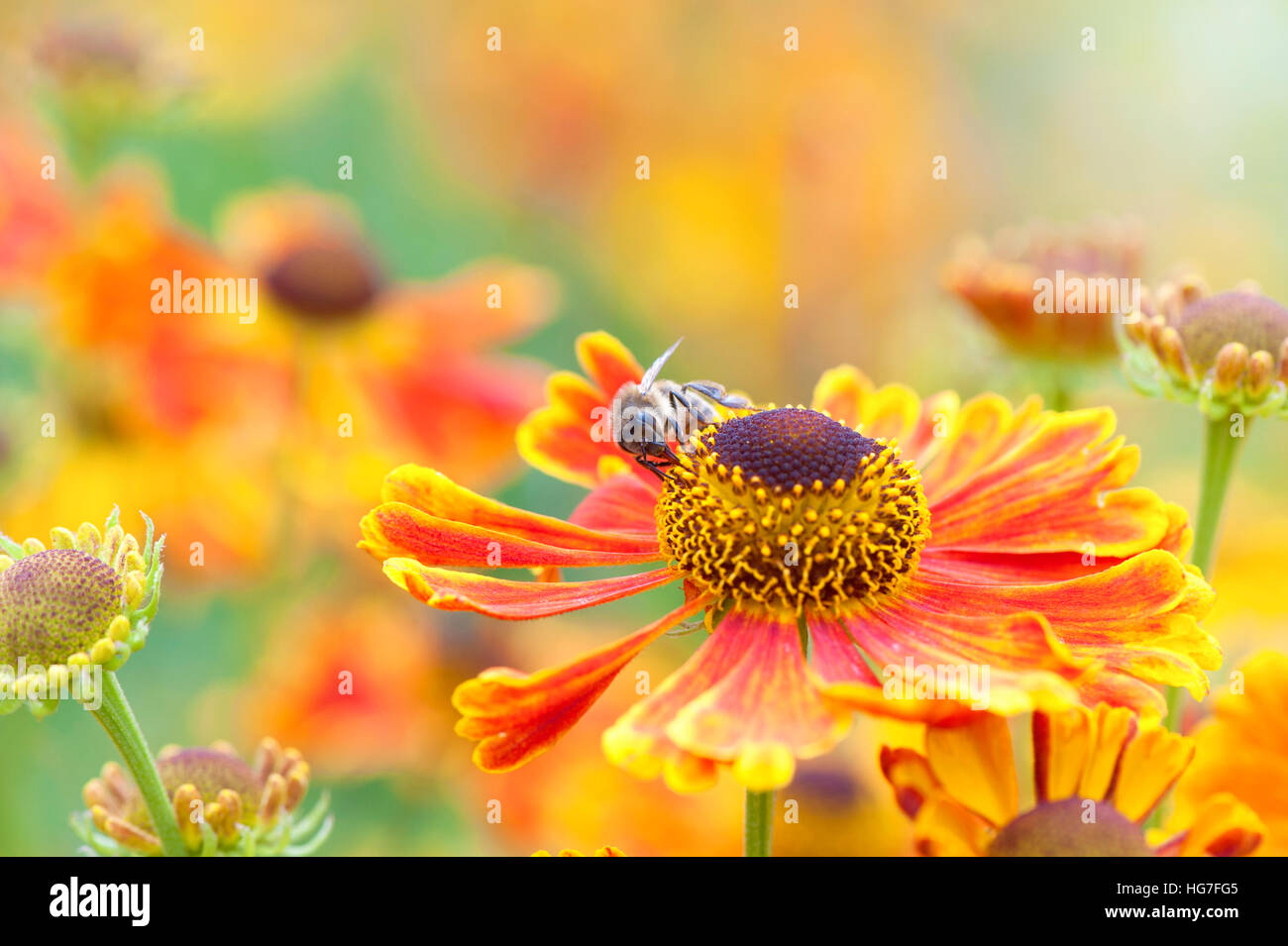 Orange Helenium flower with bee collecting pollen, flowers also known as Sneezeweed Stock Photo
