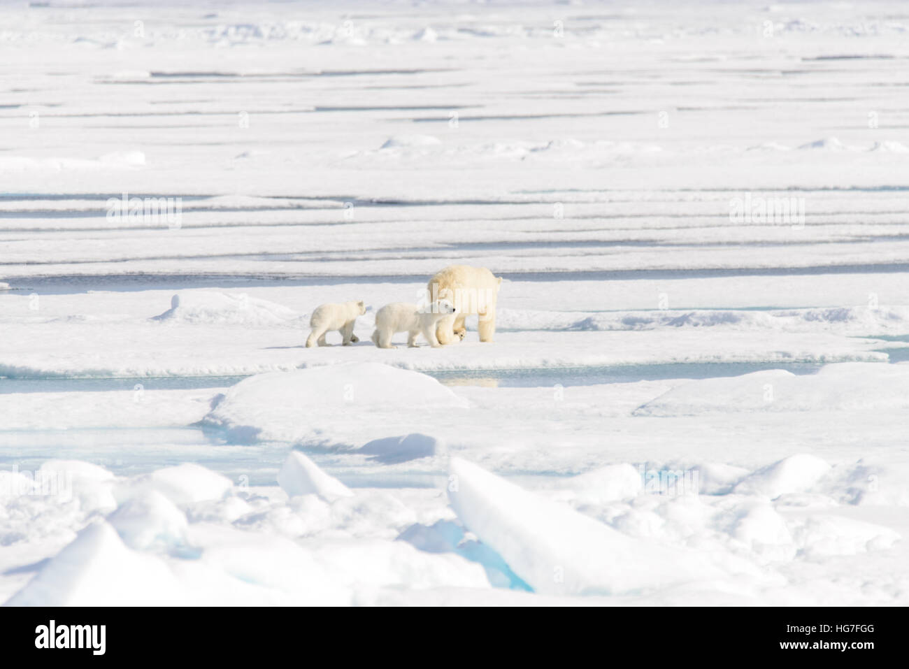 Polar bear mother (Ursus maritimus) and twin cubs on the pack ice ...