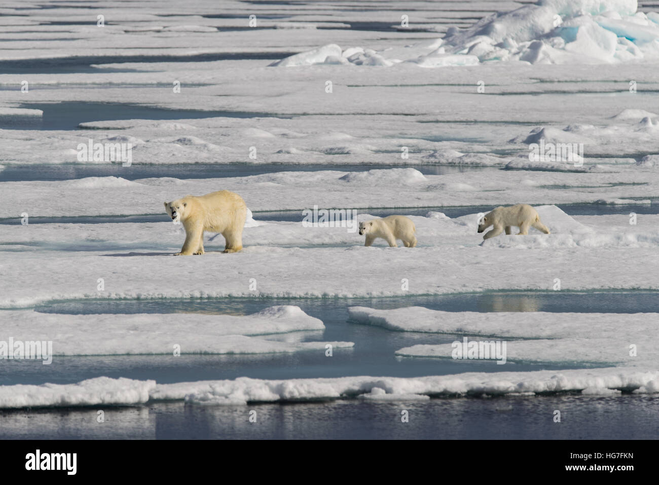 Polar bear mother (Ursus maritimus) and twin cubs on the pack ice ...