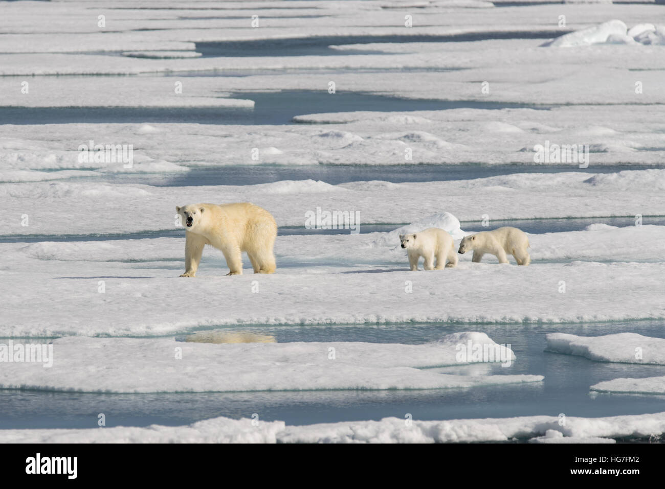 Polar bear mother (Ursus maritimus) and twin cubs on the pack ice ...