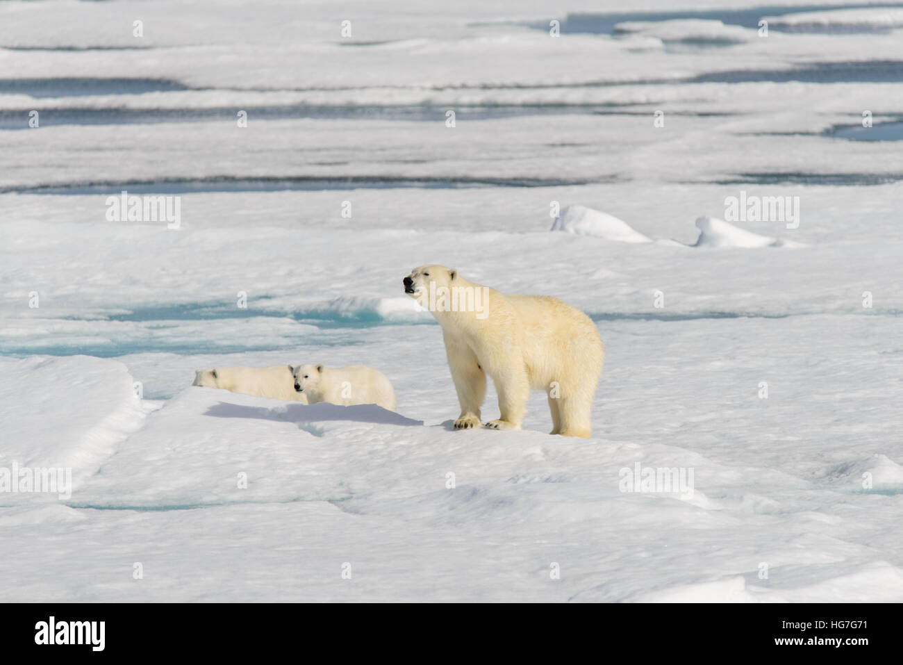 Polar bear mother (Ursus maritimus) and twin cubs on the pack ice ...