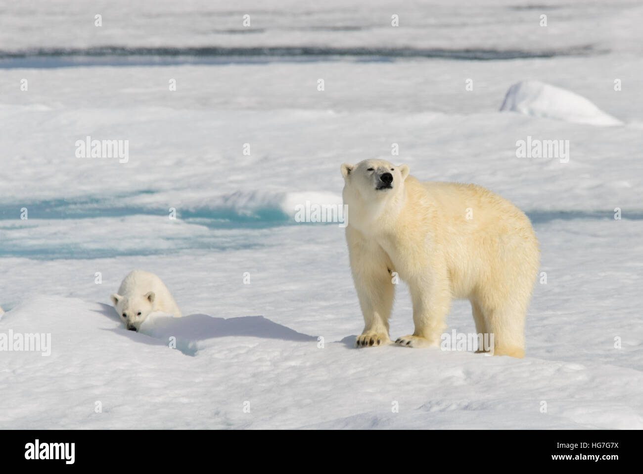 Polar bear mother (Ursus maritimus) and twin cubs on the pack ice ...