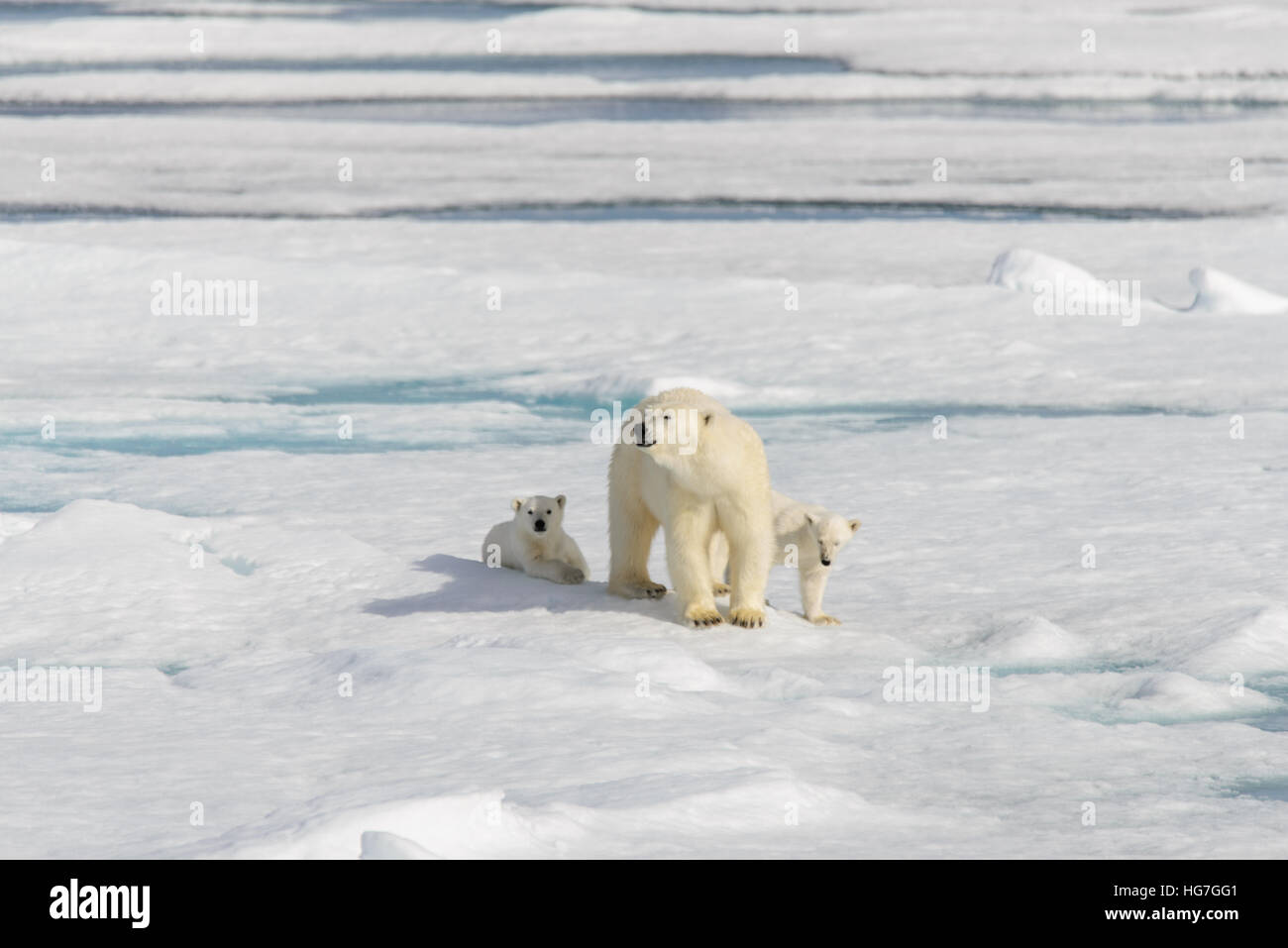 Polar bear mother (Ursus maritimus) and twin cubs on the pack ice ...