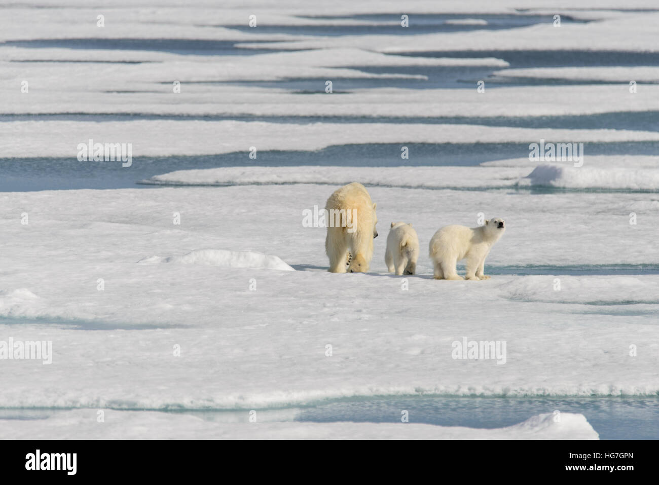 Polar bear mother (Ursus maritimus) and twin cubs on the pack ice ...