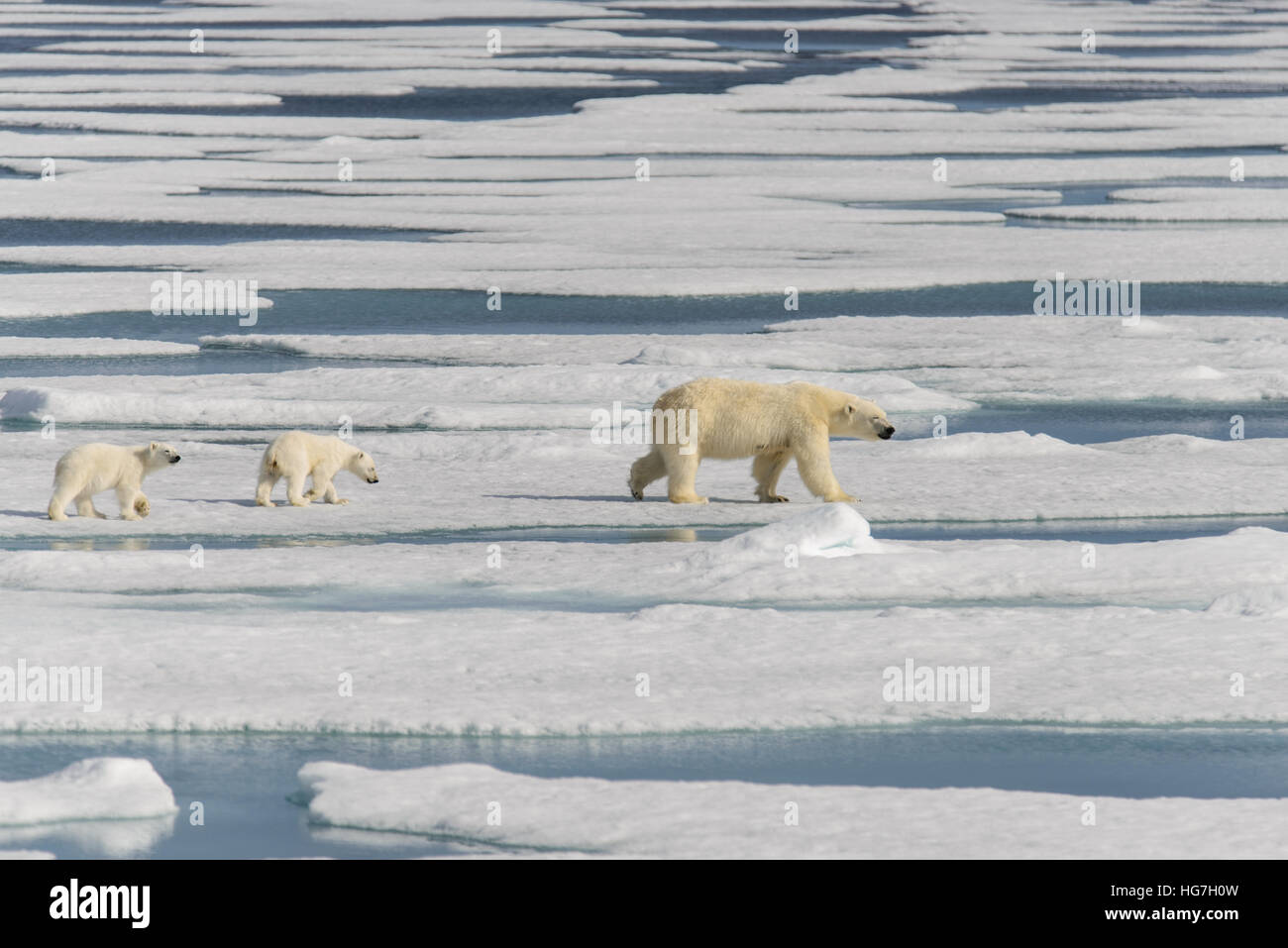 Polar bear mother (Ursus maritimus) and twin cubs on the pack ice ...