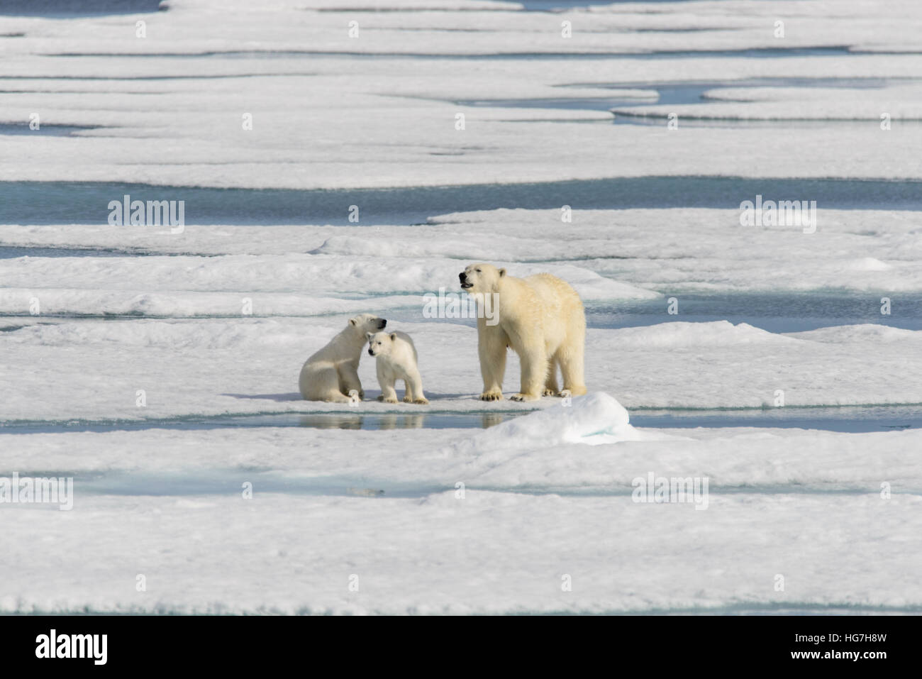 Polar bear mother (Ursus maritimus) and twin cubs on the pack ice ...